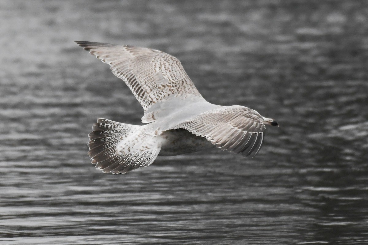 European Herring Gull - David Jeffrey Ringer