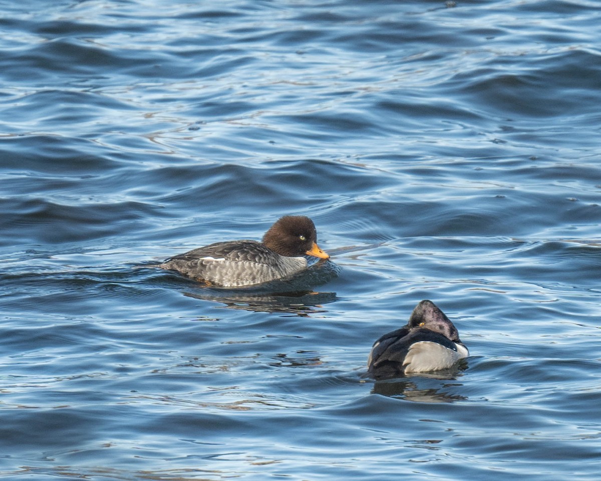 hohol islandský - ML630959447