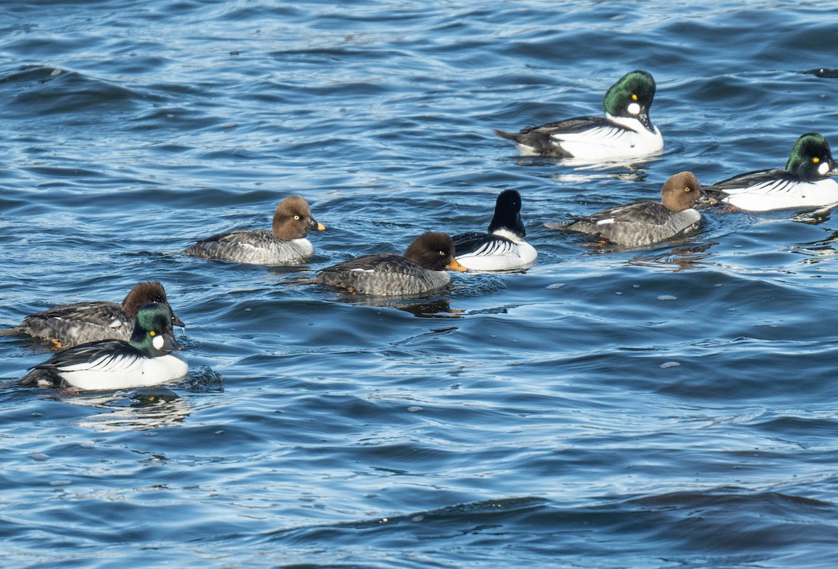 hohol islandský - ML630959460