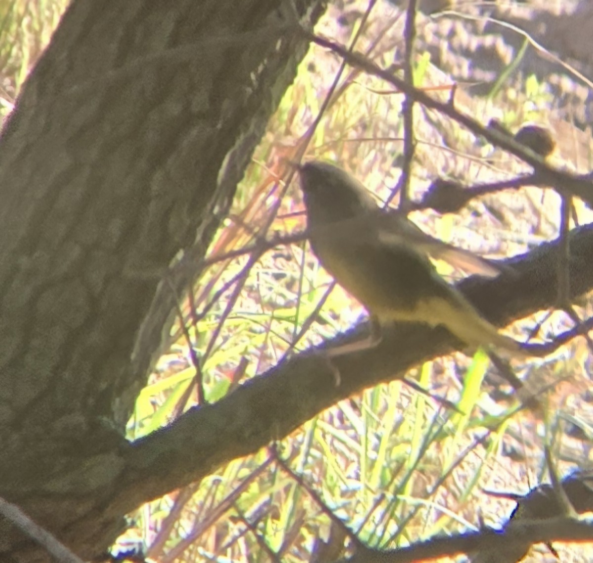 MacGillivray's Warbler - ML630959641