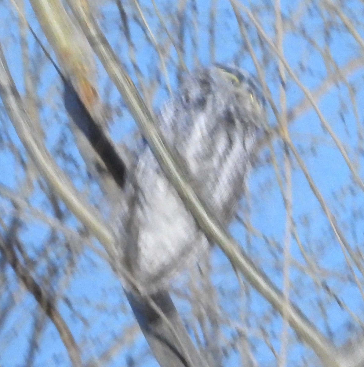 Western Screech-Owl - ML630959647