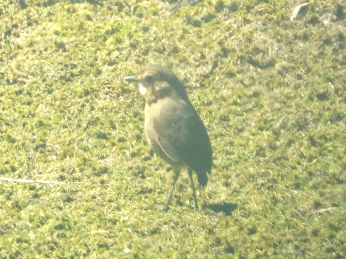 Boyaca Antpitta - ML630959763