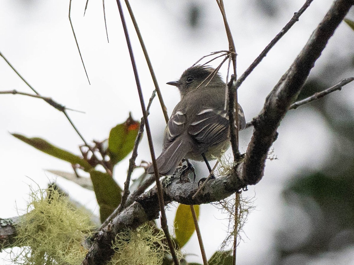 Greater Antillean Elaenia (Hispaniolan) - ML630960054
