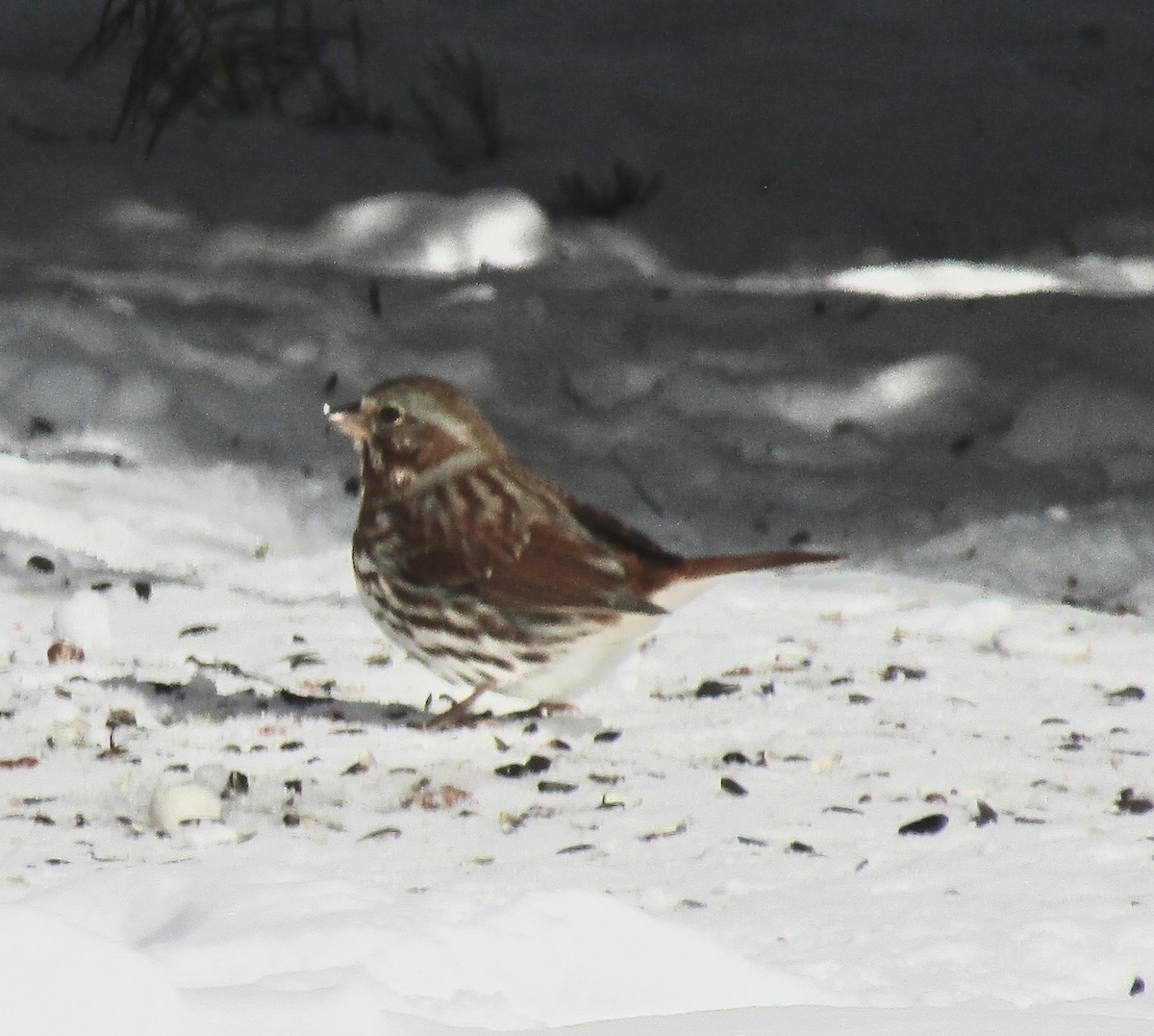 Fox Sparrow (Red) - ML630960210