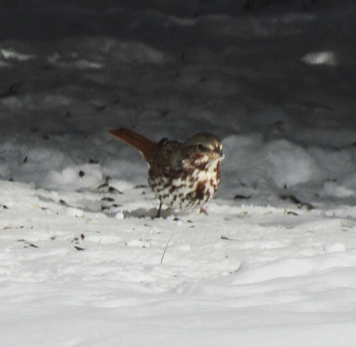 Fox Sparrow (Red) - ML630960225