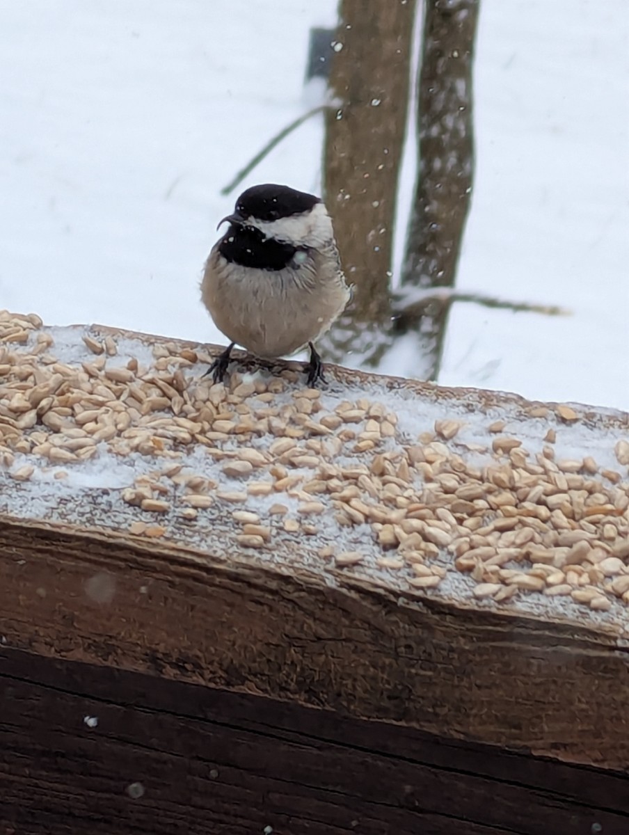 Black-capped Chickadee - ML630960440