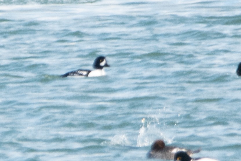 Barrow's Goldeneye - ML630960495