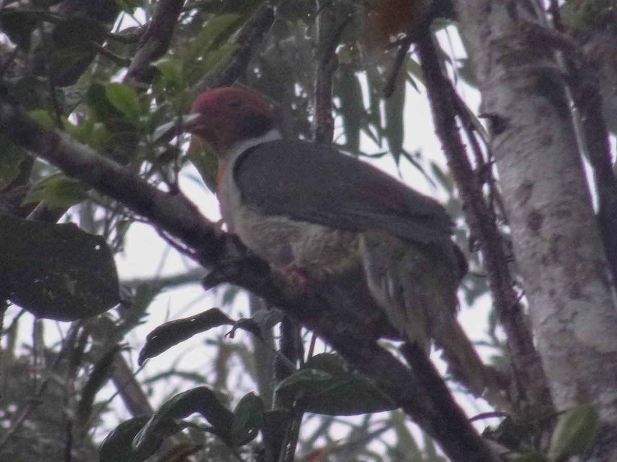 Flame-breasted Fruit-Dove - ML630960537