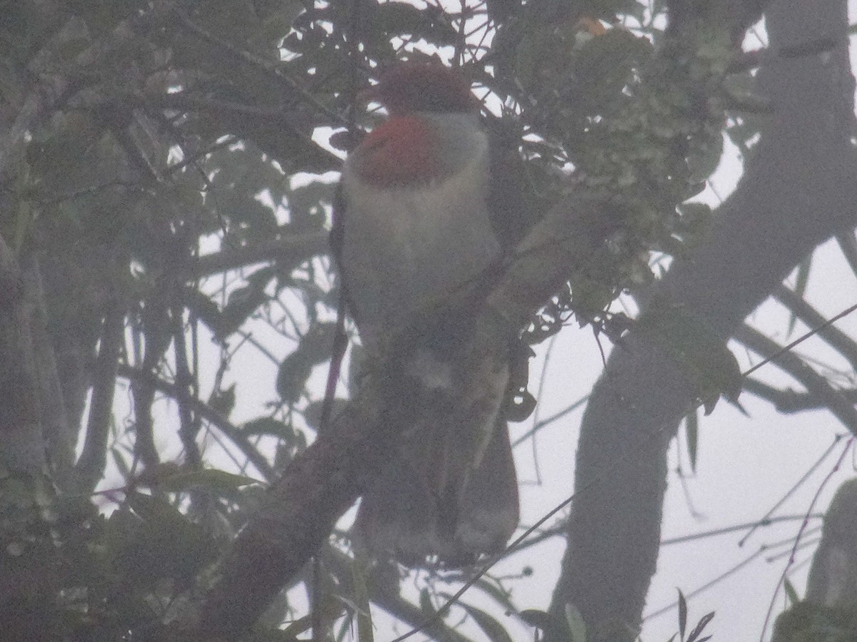 Flame-breasted Fruit-Dove - ML630960538