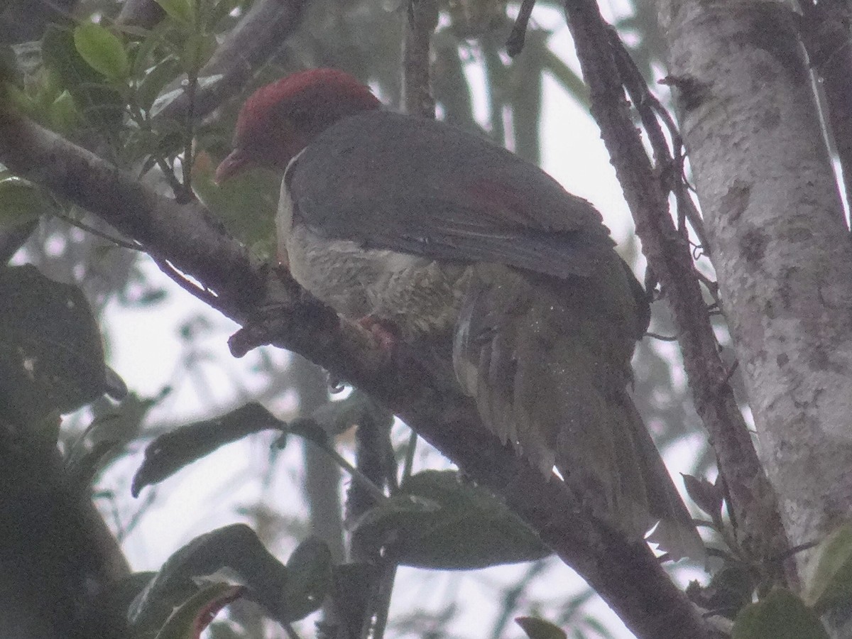 Flame-breasted Fruit-Dove - ML630960539