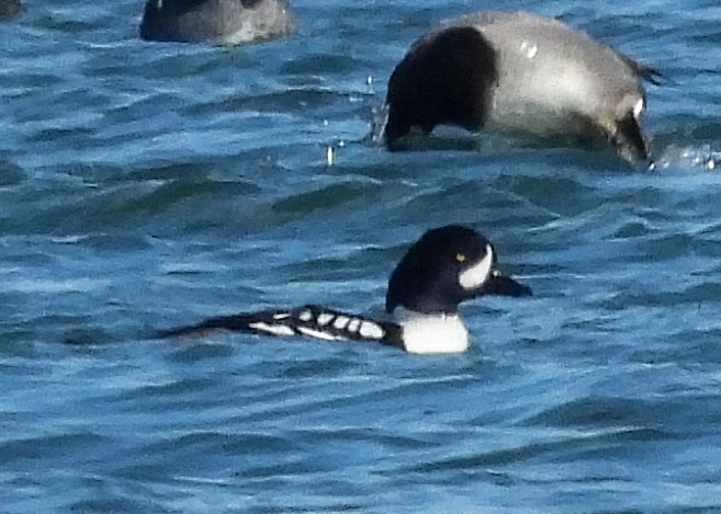 Barrow's Goldeneye - ML630960572