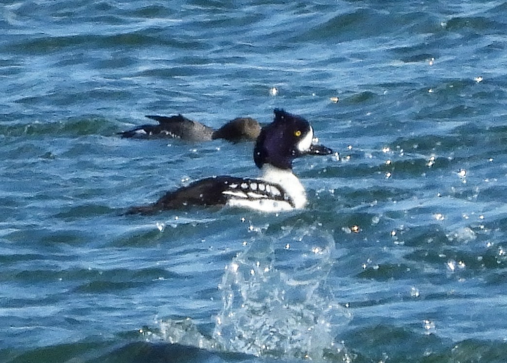 Barrow's Goldeneye - ML630960575