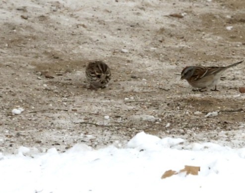 Song Sparrow - ML630960580