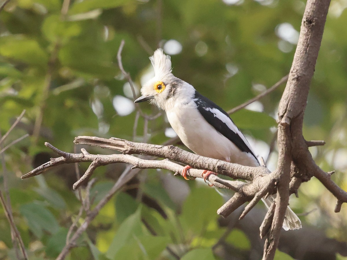 White-crested Helmetshrike (Long-crested) - ML630960638
