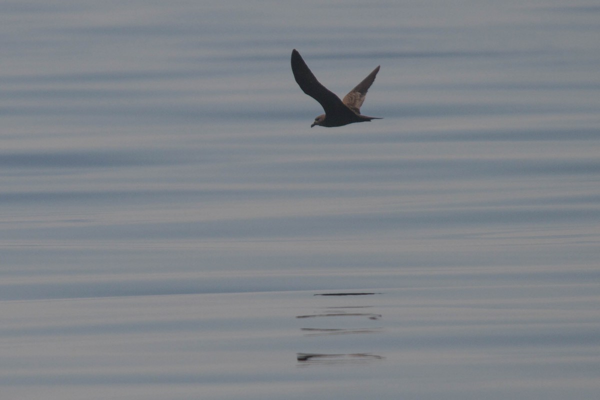 Jouanin's Petrel - ML630960759