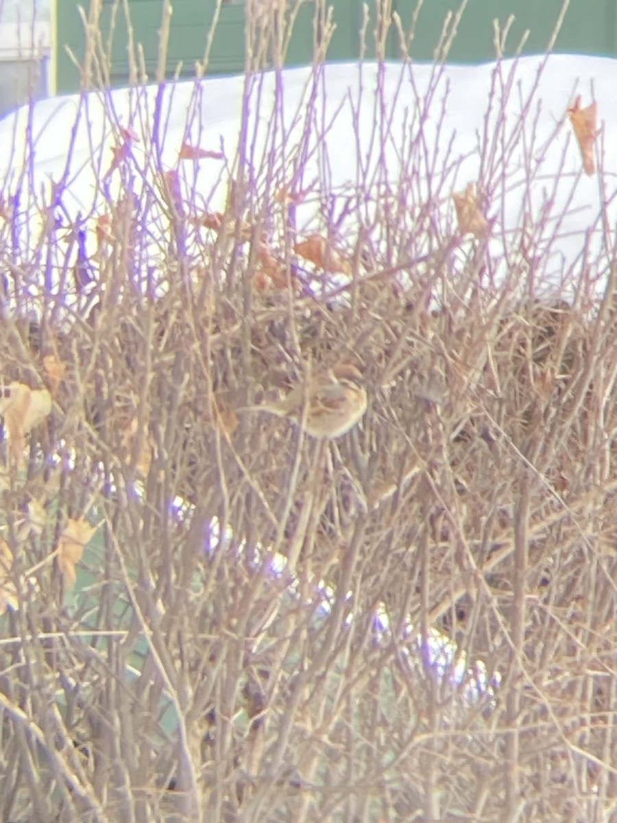 Eurasian Tree Sparrow - ML630960785