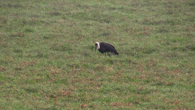 African Woolly-necked Stork - ML630961296