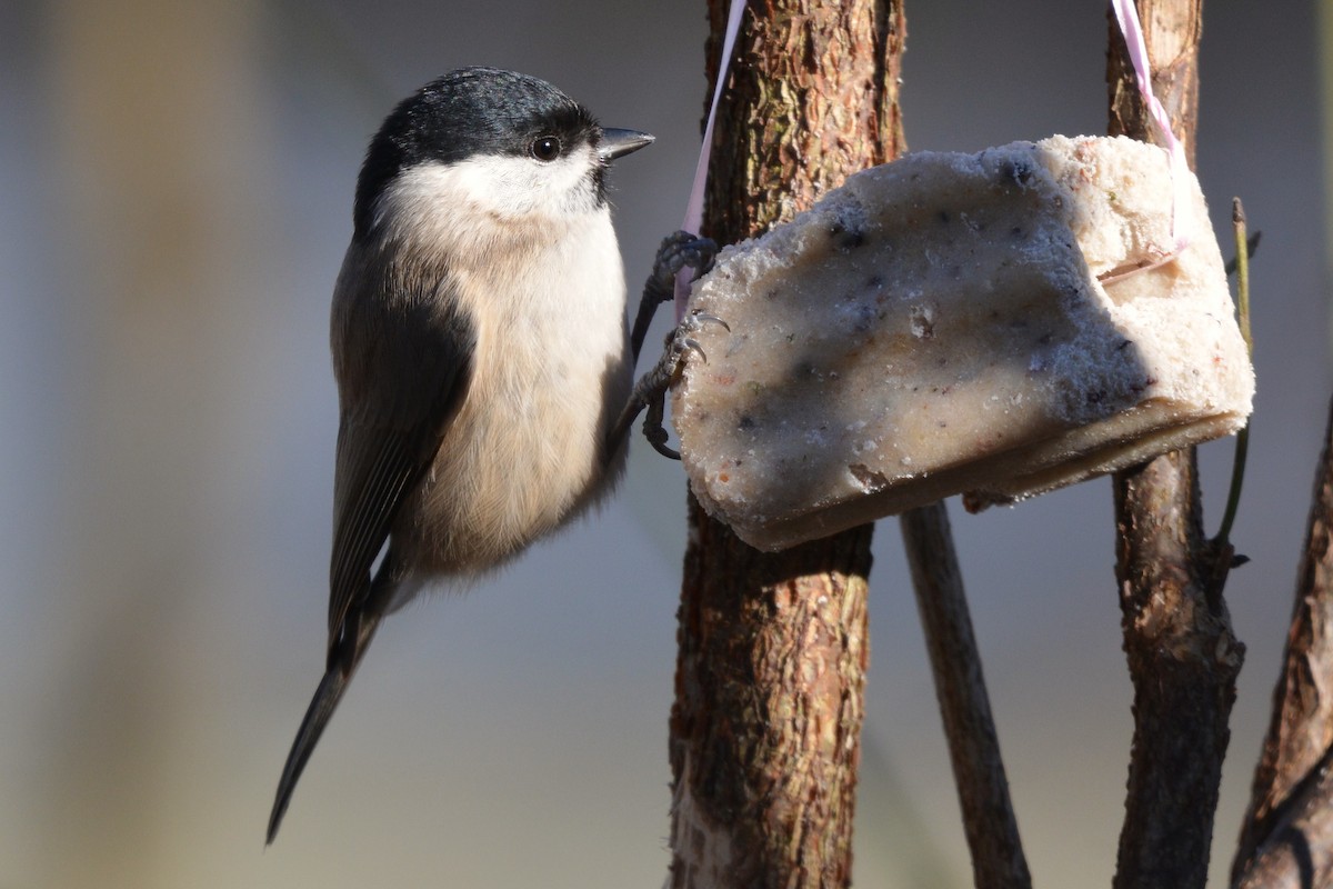 Mésange nonnette - ML630961478