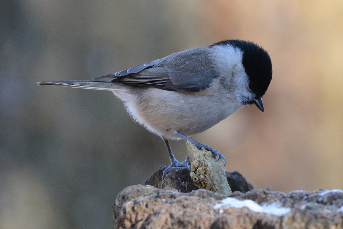 Mésange nonnette - ML630961488