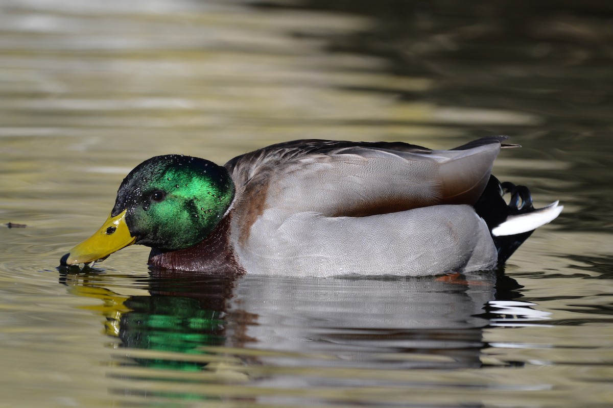 Canard colvert - ML630961514
