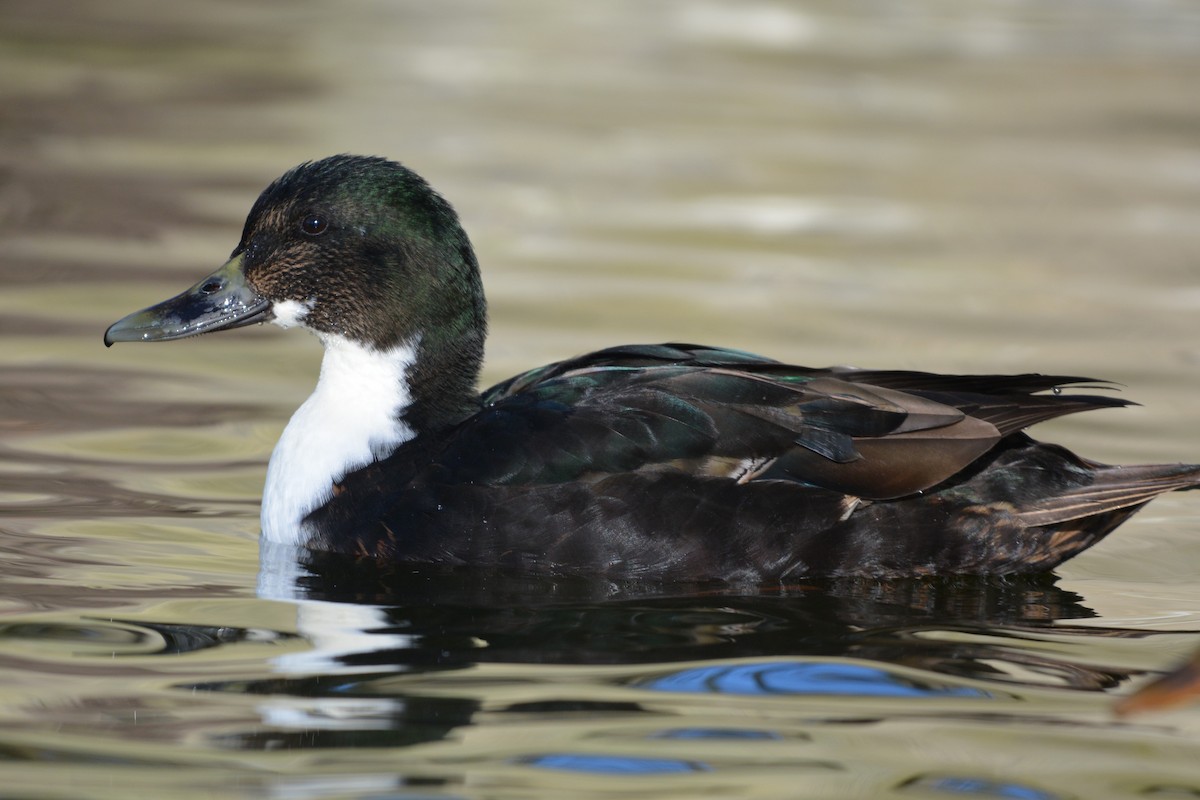 Canard colvert (forme domestique) - ML630961522