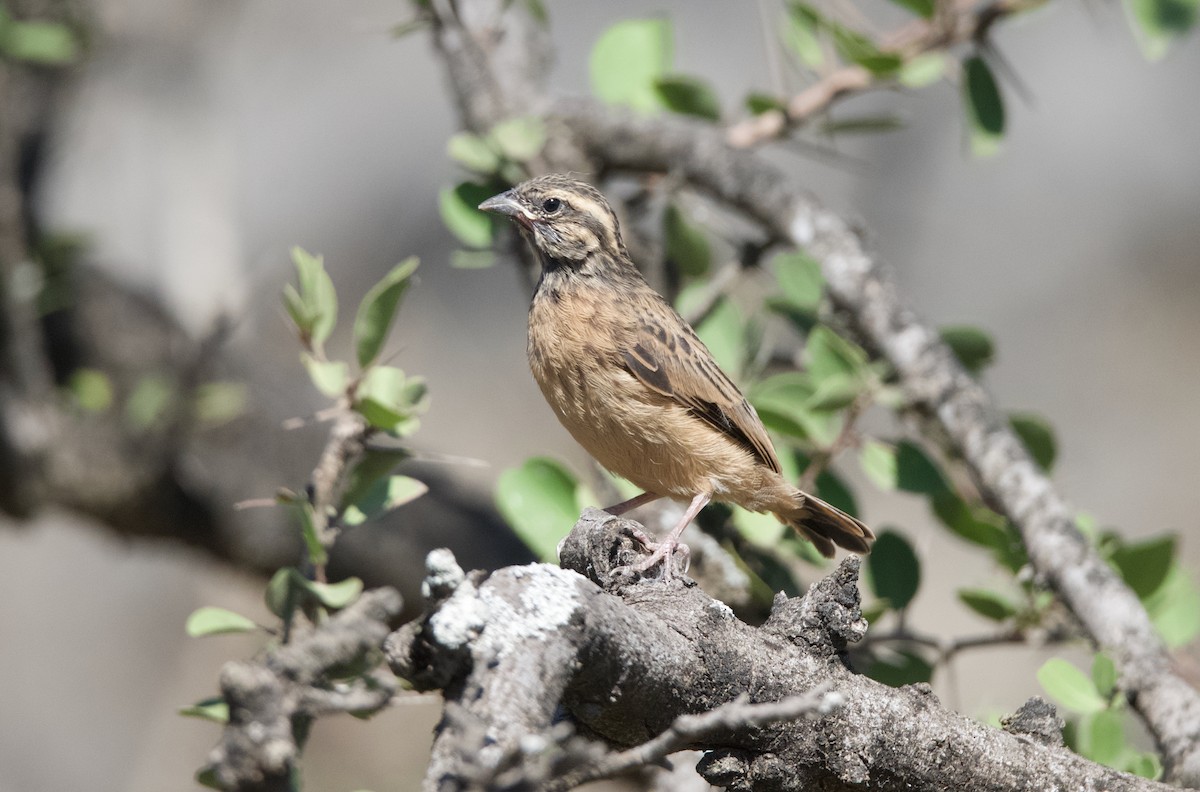 Cinnamon-breasted Bunting - ML630961525