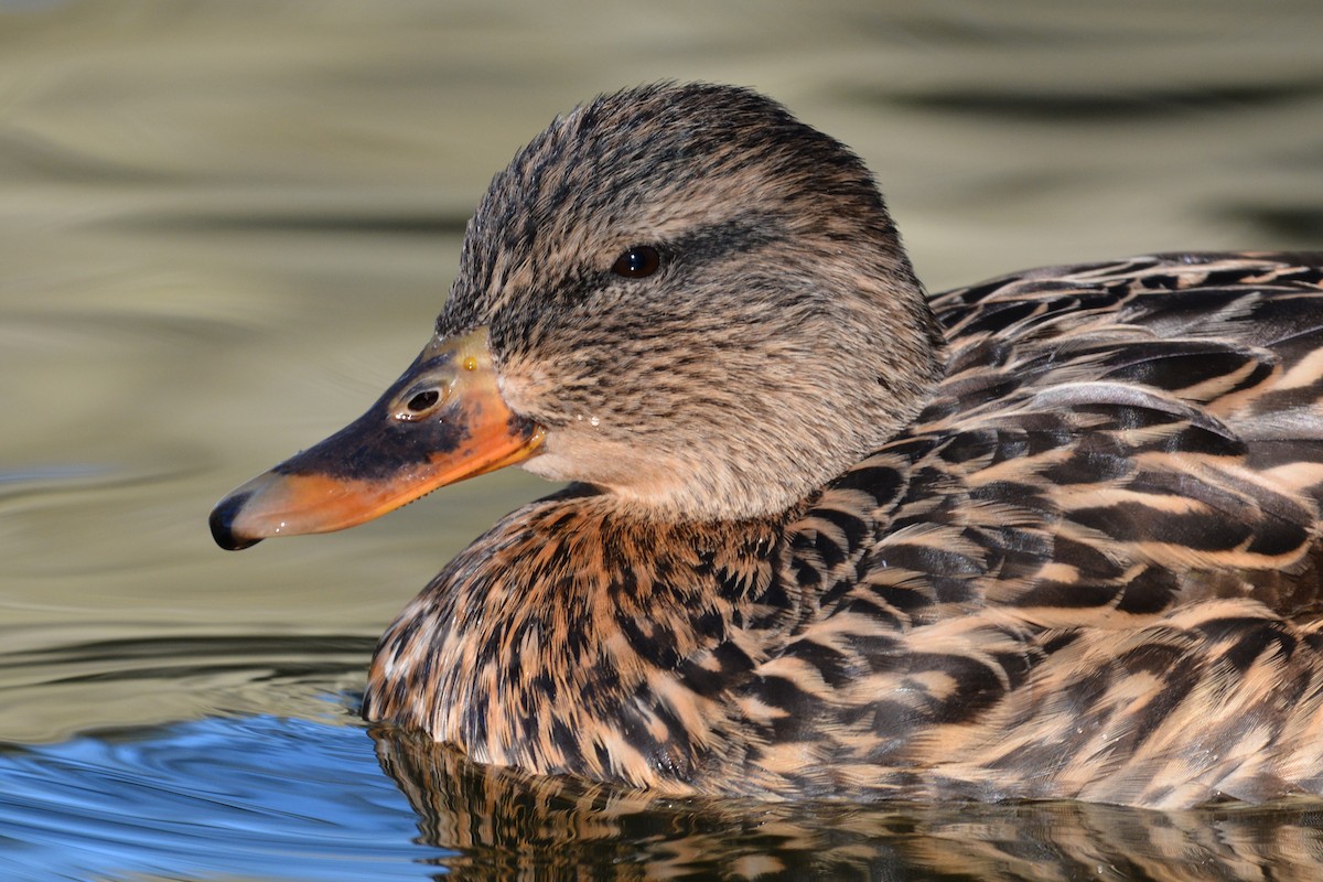 Canard colvert - ML630961529