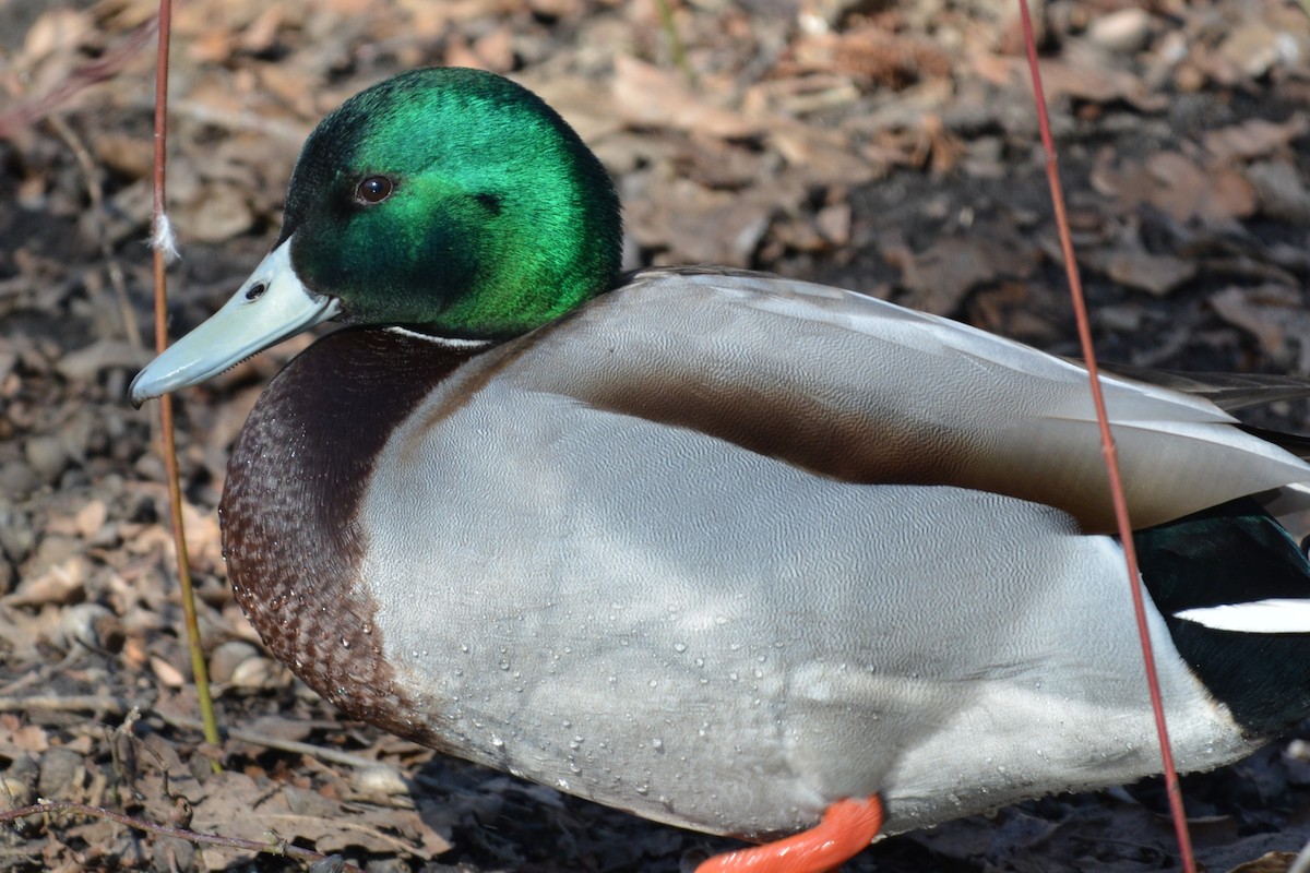 Canard colvert - ML630961532