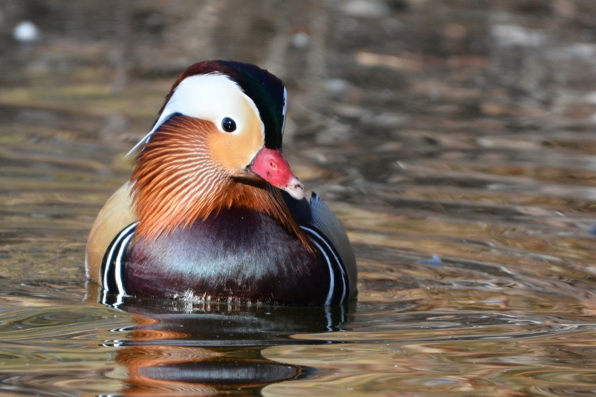Canard mandarin - ML630961536