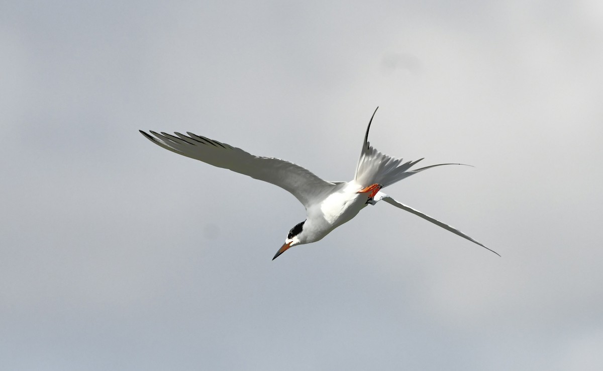 Forster's Tern - ML630961586