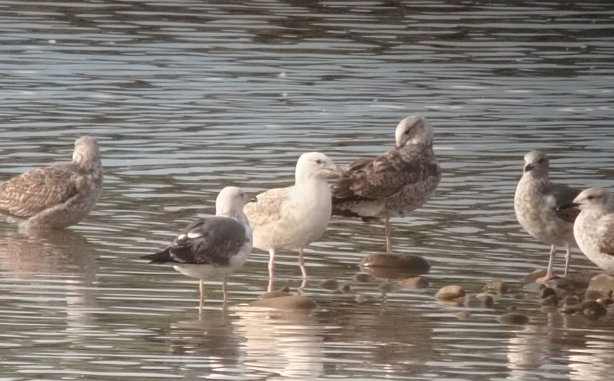 Caspian Gull - ML630961592