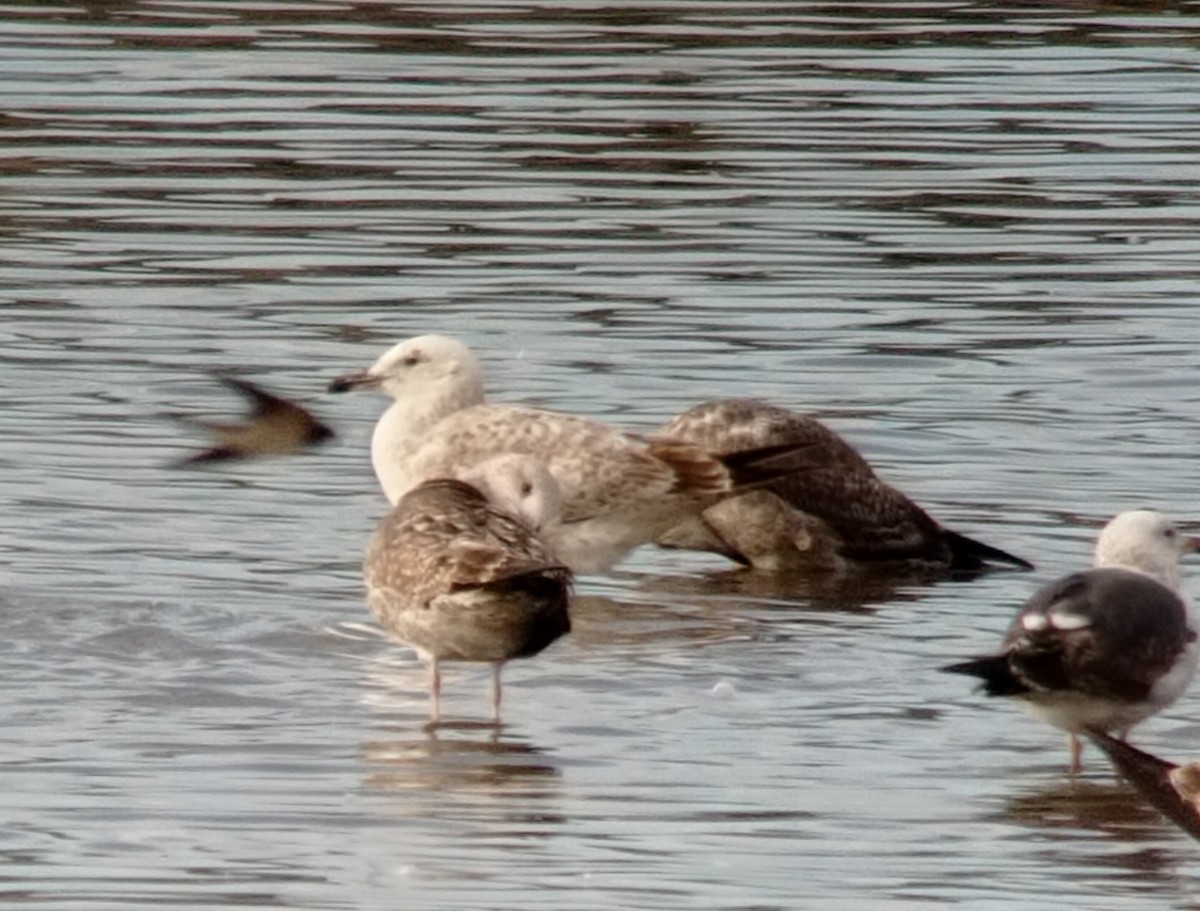 Caspian Gull - ML630961593