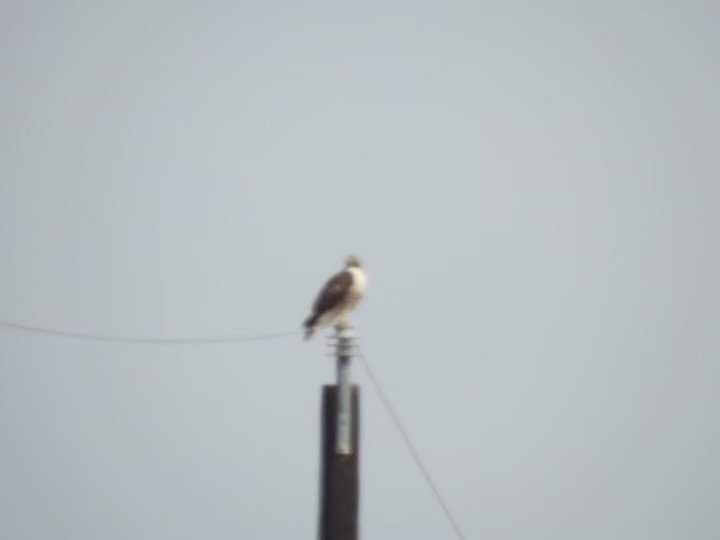 White-tailed Hawk - ML630961646