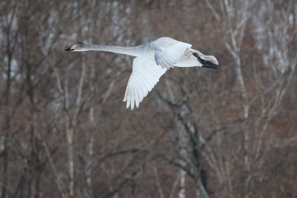 Whooper Swan - ML630961653