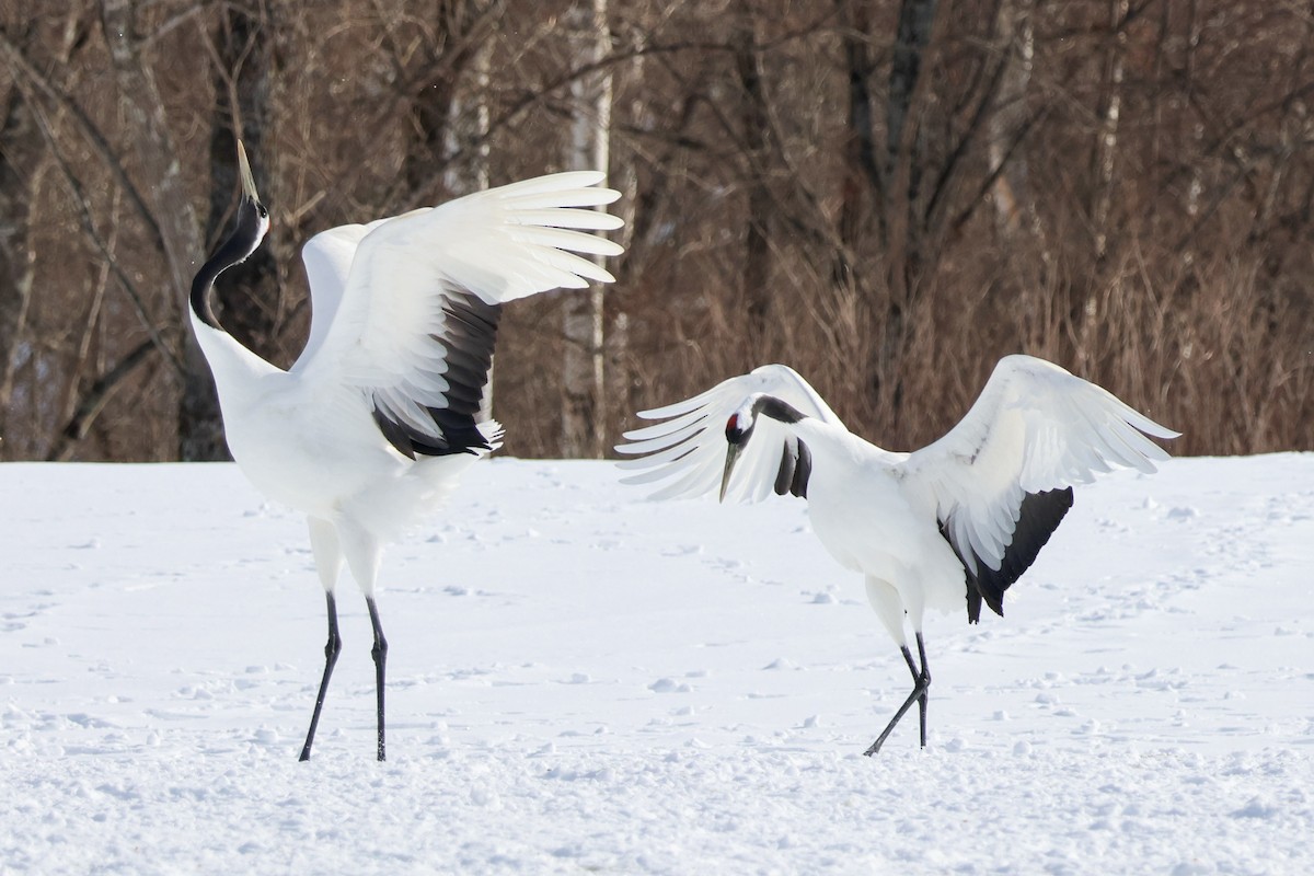 Red-crowned Crane - ML630961664