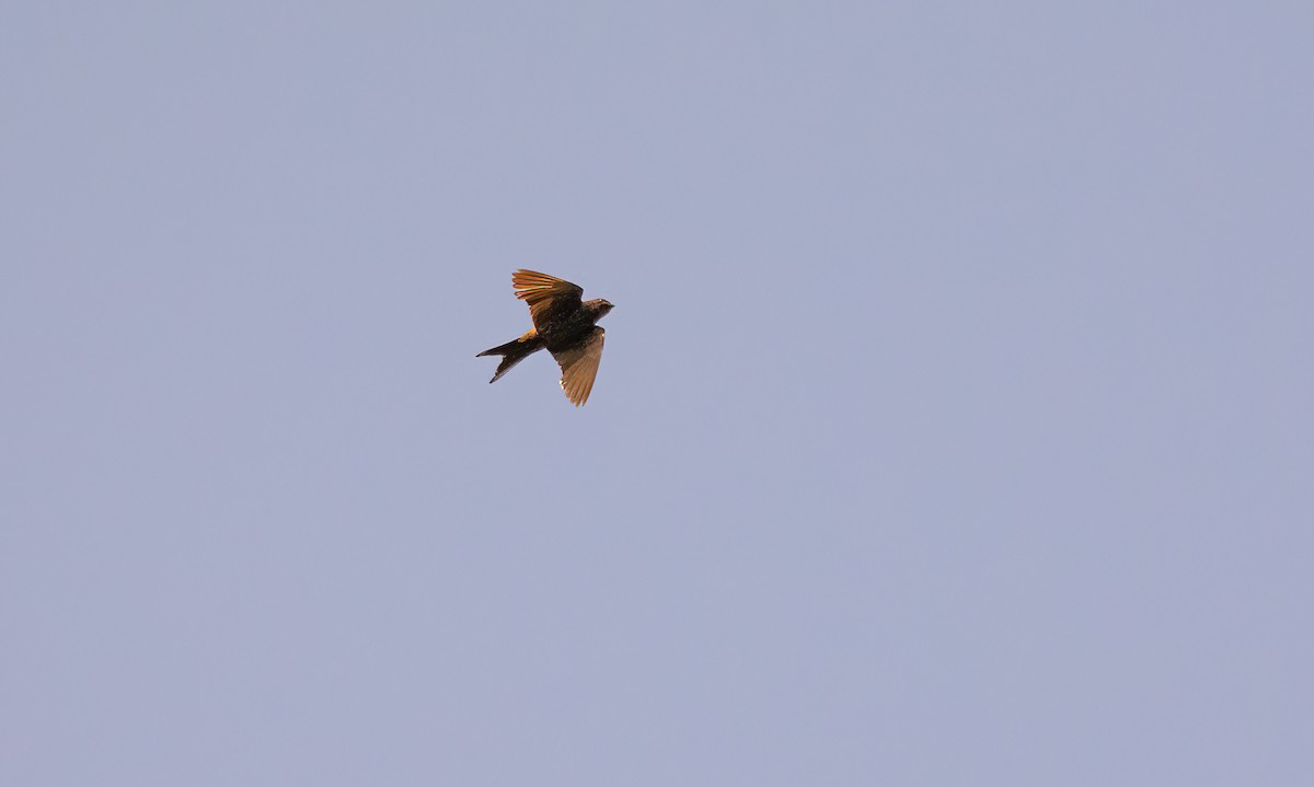 Fanti Sawwing - ML630961708