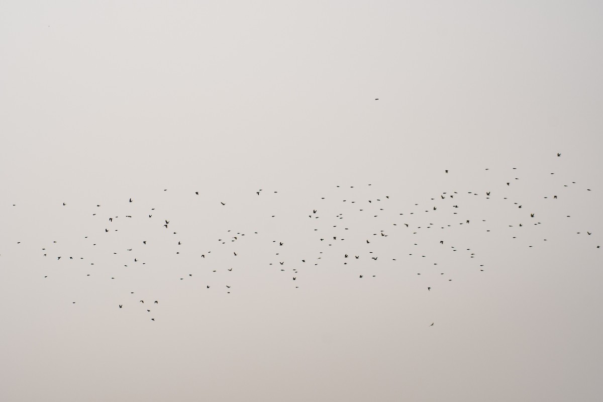 Richard's Pipit - ML630961849