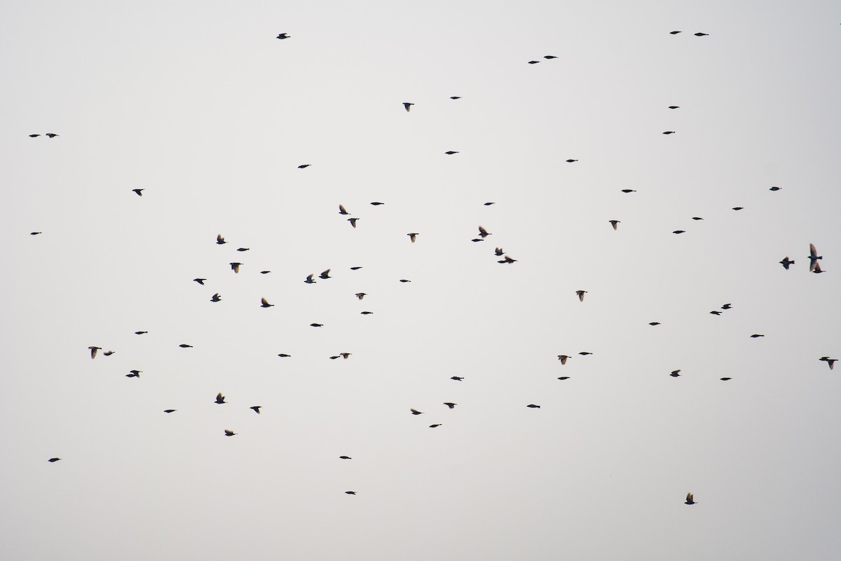 Richard's Pipit - ML630961851