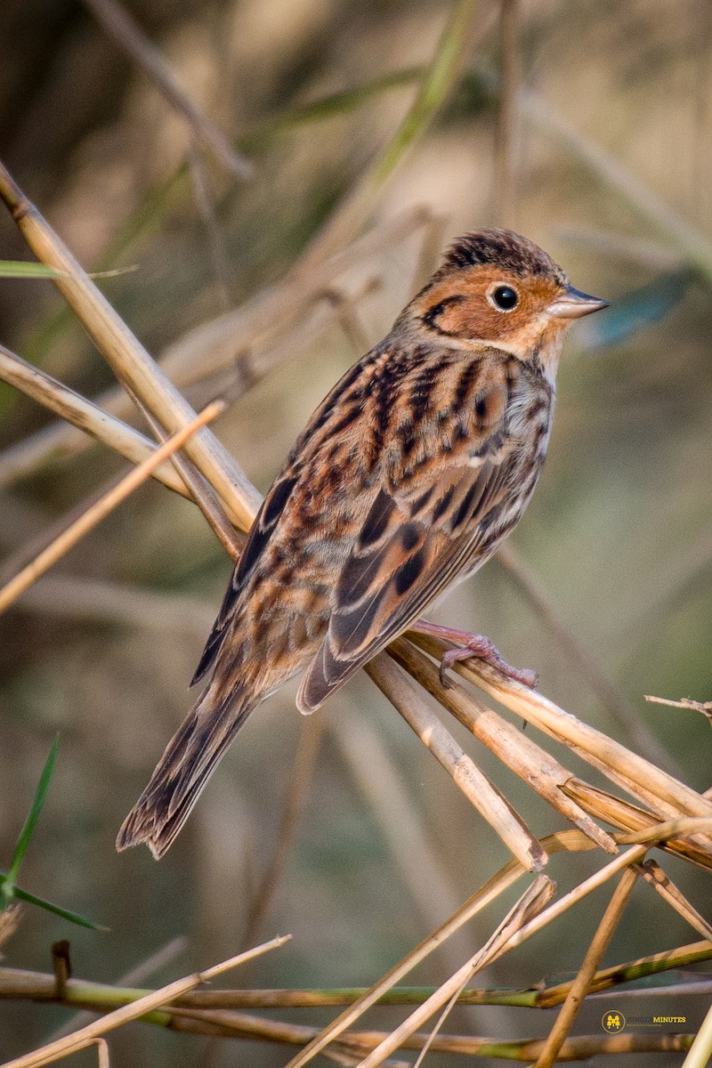Little Bunting - ML630961889