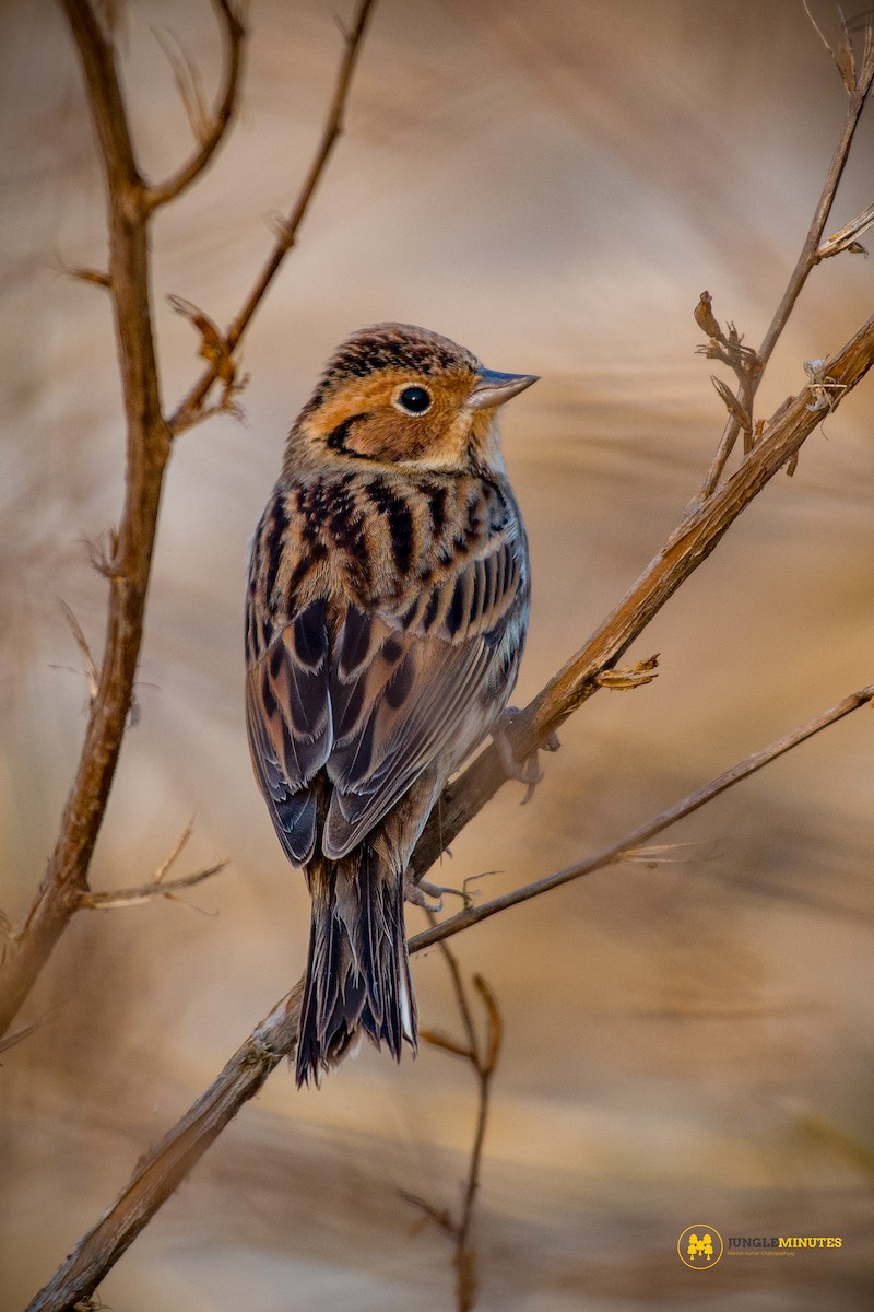 Little Bunting - ML630961892
