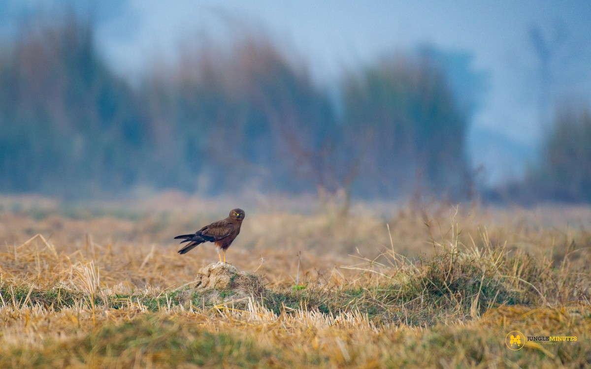 Pied Harrier - ML630961978