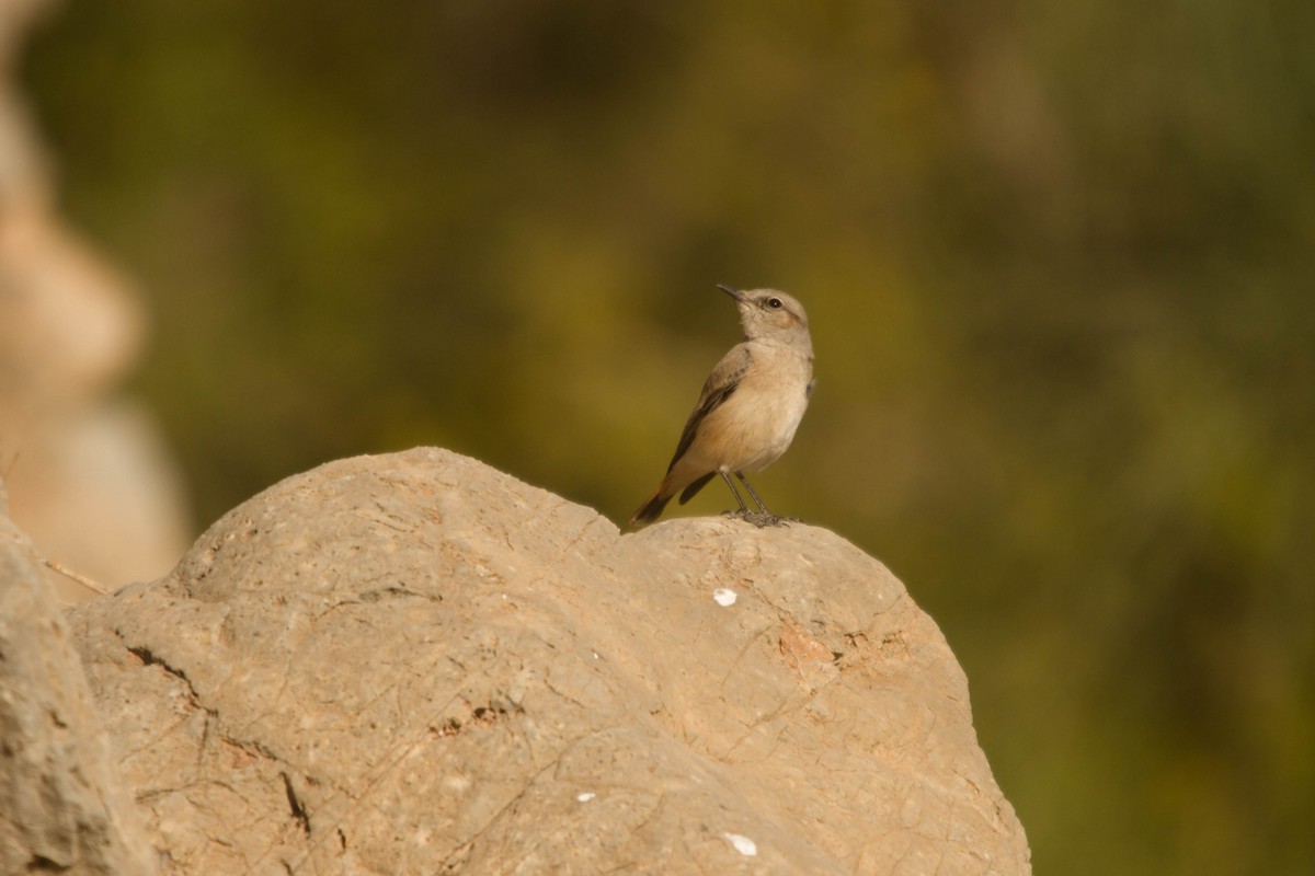 Persian Wheatear - ML630962015