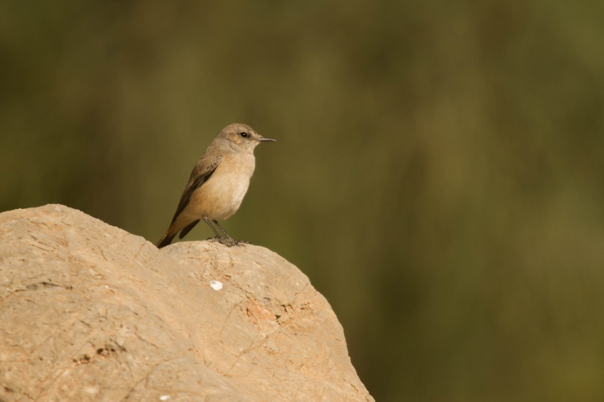 Persian Wheatear - ML630962016