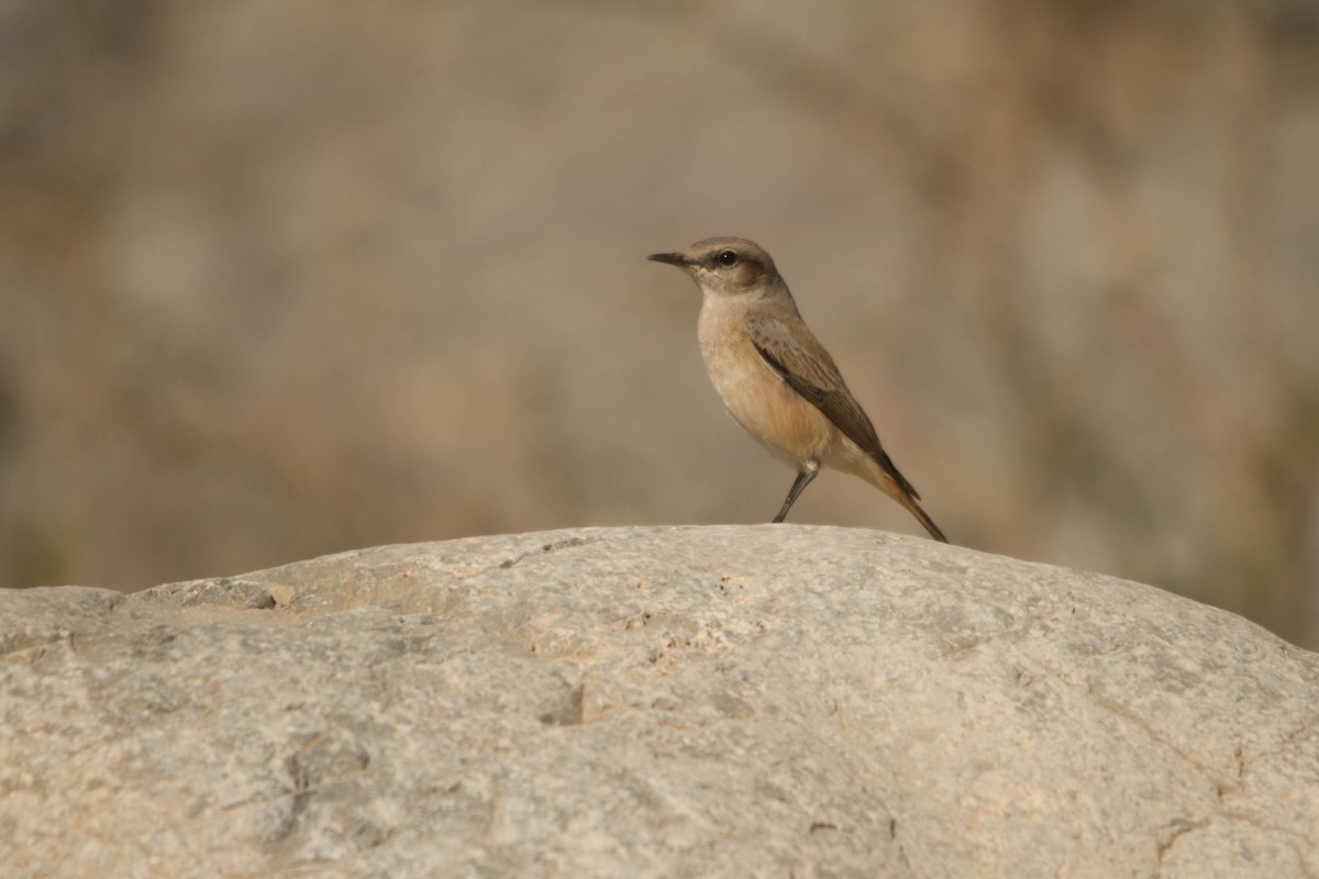 Persian Wheatear - ML630962017