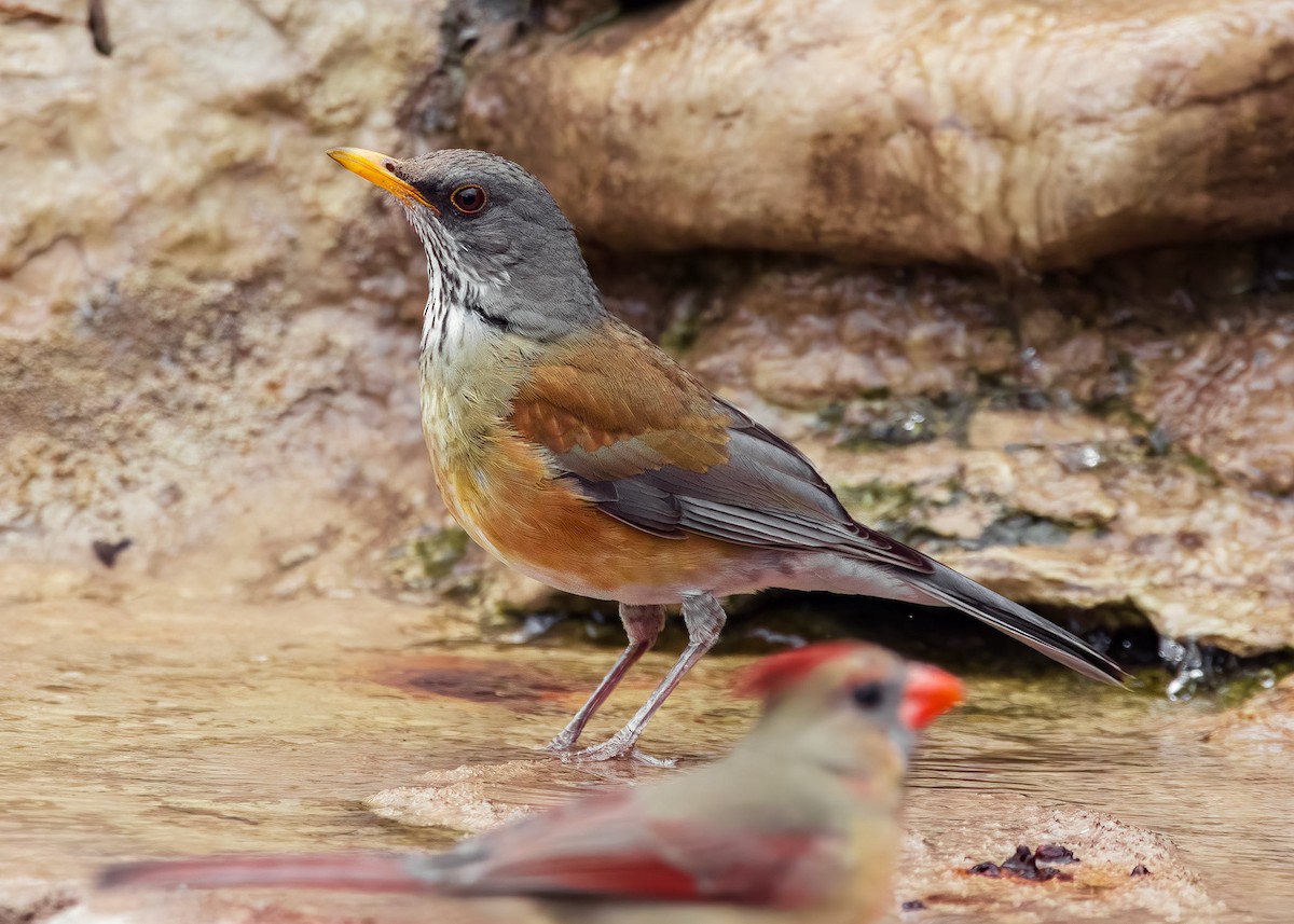 Rufous-backed Robin - ML630962078