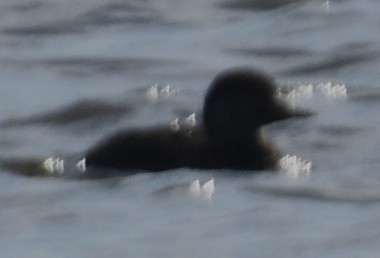 Black Scoter - ML630962085