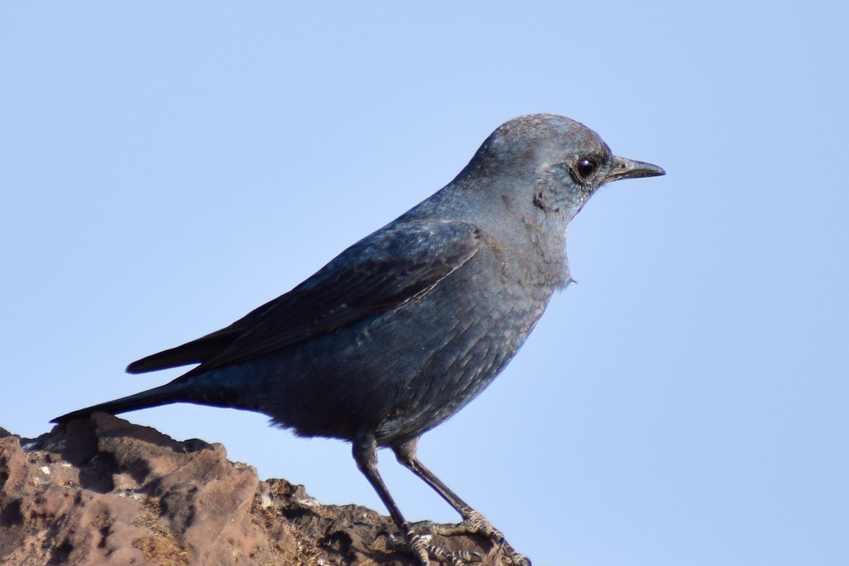 Цэнхэр жижир - ML630962188