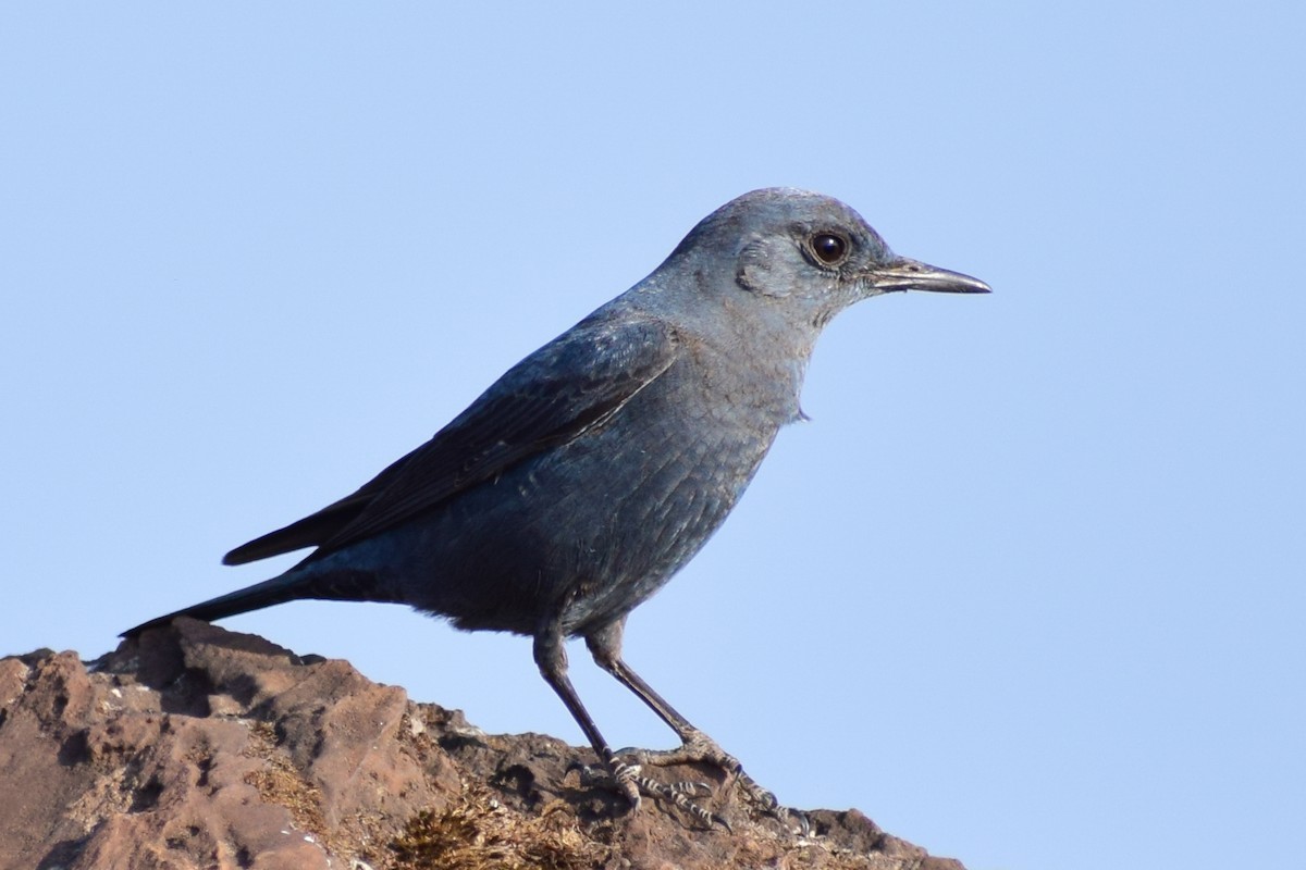 Цэнхэр жижир - ML630962189