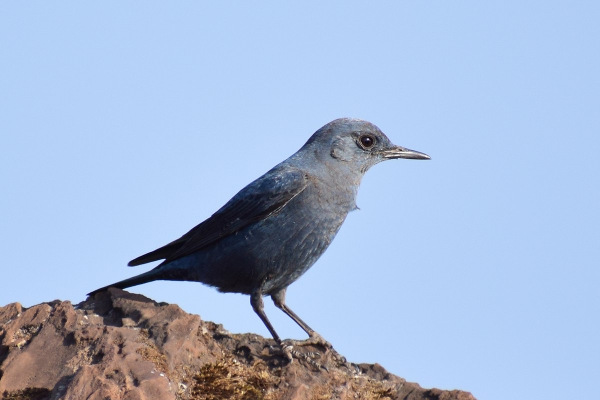 Цэнхэр жижир - ML630962190