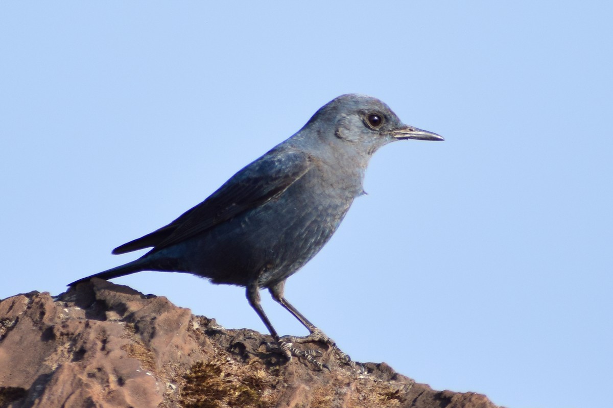 Цэнхэр жижир - ML630962191